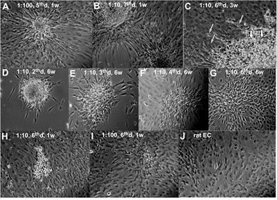 Co-growth of Stem Cells With Target Tissue Culture as an Easy and Effective Method of Directed Differentiation